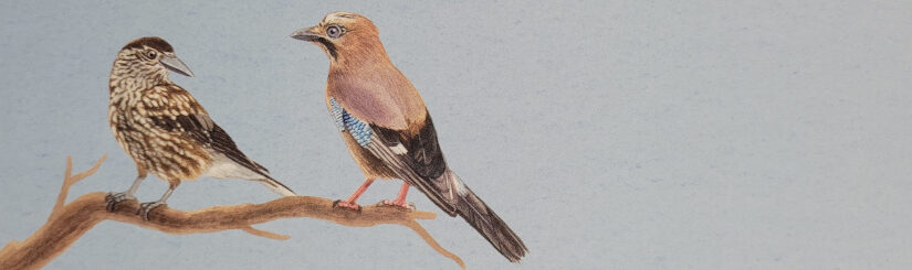 Ausschnitt des Covers des „Schlau, schwarz und kunterbunt: Die Welt der Rabenvögel“ von Xenia Joss